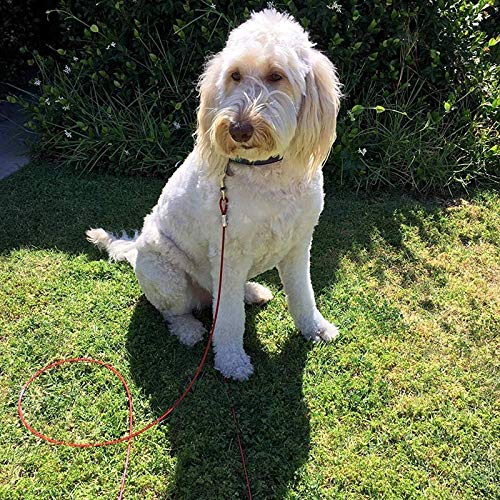 Taylor & Brown 10ft 3m Heavy Duty Dog Tie Out Cable with 16 Inch Spiral Ground Stake Sturdy Puppy Pet Dog Stake and Dog Leash for Outdoor, Yard or Camping - PawsPlanet Australia