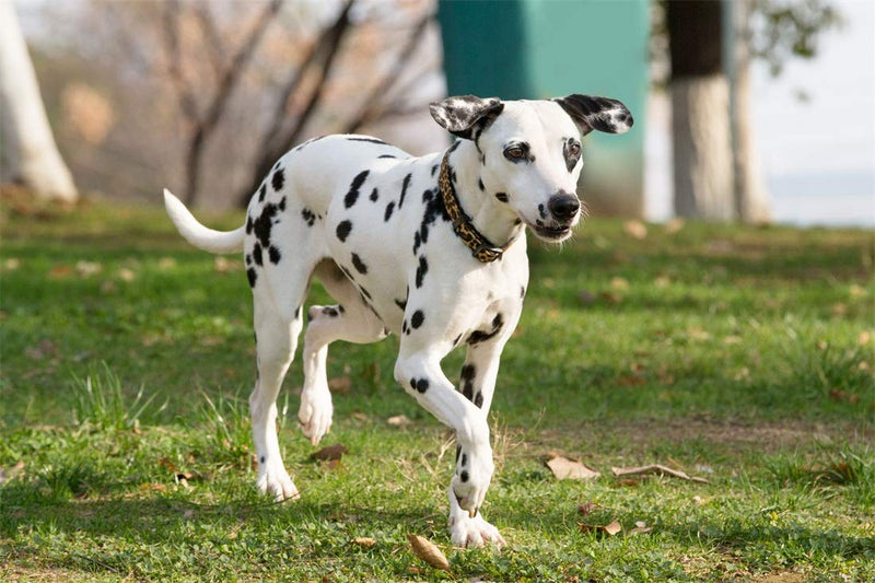 [Australia] - YUDOTE Dog Collars, Adjustable Pet Collars for Small Medium Large Dogs and Puppies, Zebra and Leopard Pattern, Skin-Friendly Flocking, Well Made, Soft & Comfy Medium(Neck 11.5"-17") 