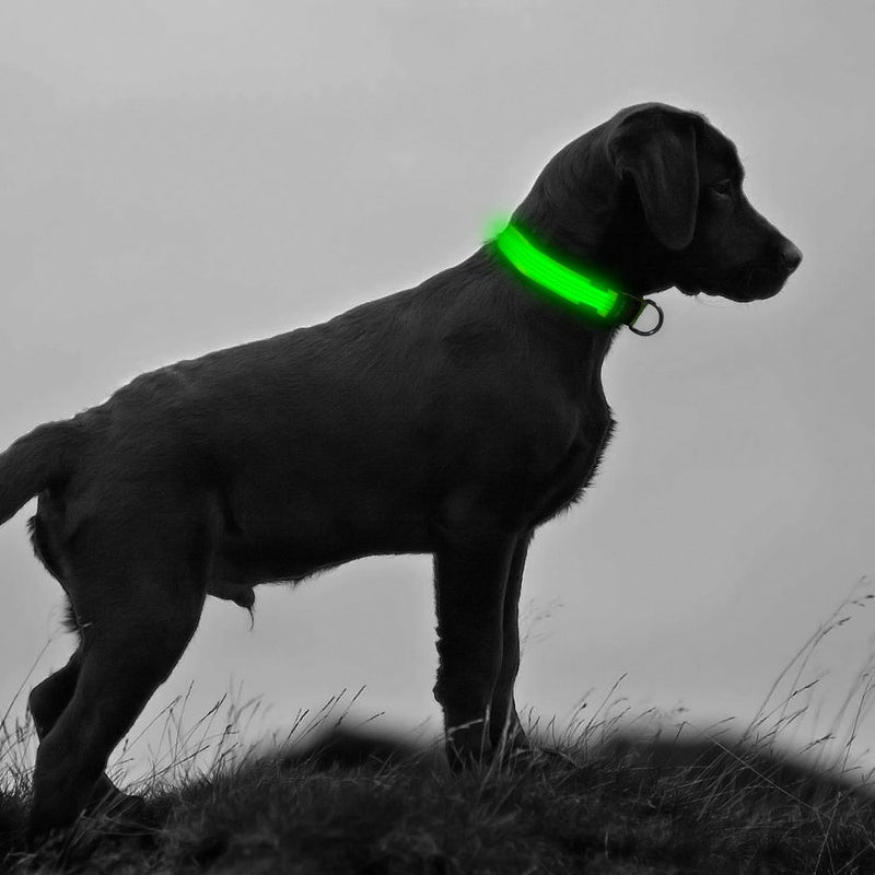 [Australia] - BSEEN LED Dog Collar, LED Dog Leash, USB Rechargeable Glowing Safety Dog Collar Light Up Adjustable Nylon Webbing Reflective Pet Dog Collar Leash for Dog & Cat Large Neon Green 