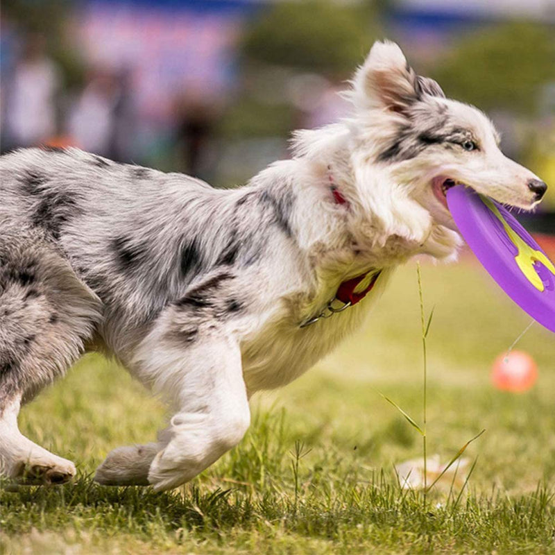 Milly 2 in 1 Multifunctional Durable Dog Pet Flying Disc Toy Flying Frisbee Flying Saucer Training Toys Dog Bowl for Outdoor Interactive Fun (Purple) Purple - PawsPlanet Australia