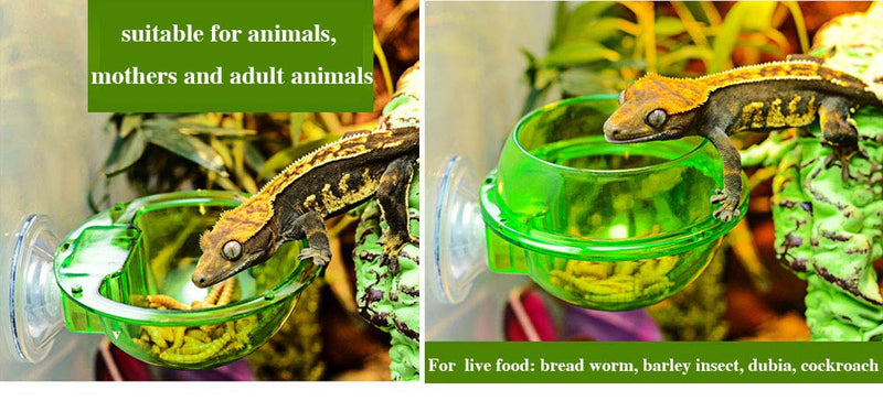 ass Anti-Escape Reptile Cup Gecko Bowl, Suction Cup Reptile Feeder，Chameleon Accessories, Worm Live Fodder Container,Translucent Home Pet Feeder Supplies Accessories for Tortoise Gecko Snakes Iguana - PawsPlanet Australia