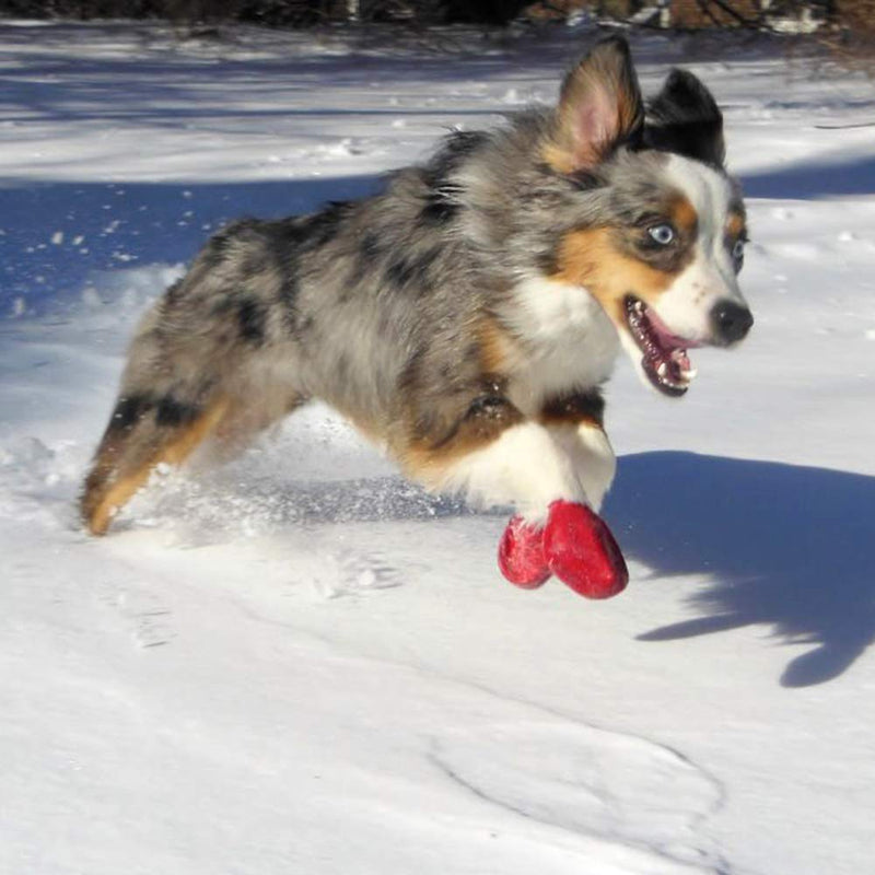 [Australia] - PawZ Color Dog Boots (X-Large) 