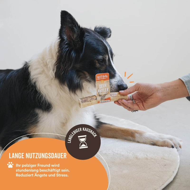 Antler Bone for Dogs - Size L - Calms Stress and Anxiety - 100% Natural Deer Antler Bone - Reduces Tartar and Plaque - Dog Toy - Happy Chew Wolf Belly Deer Antler Dog Teether Size L - PawsPlanet Australia