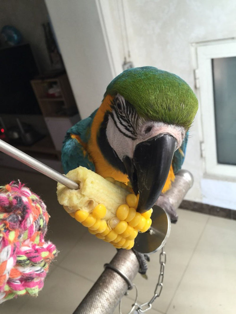 [Australia] - ASOCEA Bird Parrot Small Animal Stainless Steel Skewer, Seed Treat Fruit Holder for Cage 