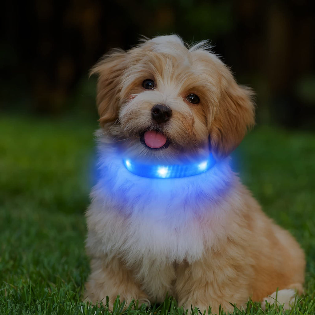PcEoTllar Dog Collar Luminous for Small Dogs LED Collar Dogs USB Rechargeable Light Collar Luminous Collar Puppy Safety for Night with 3 Light Modes, Blue XS (25-32cm, 1.5cm) - PawsPlanet Australia
