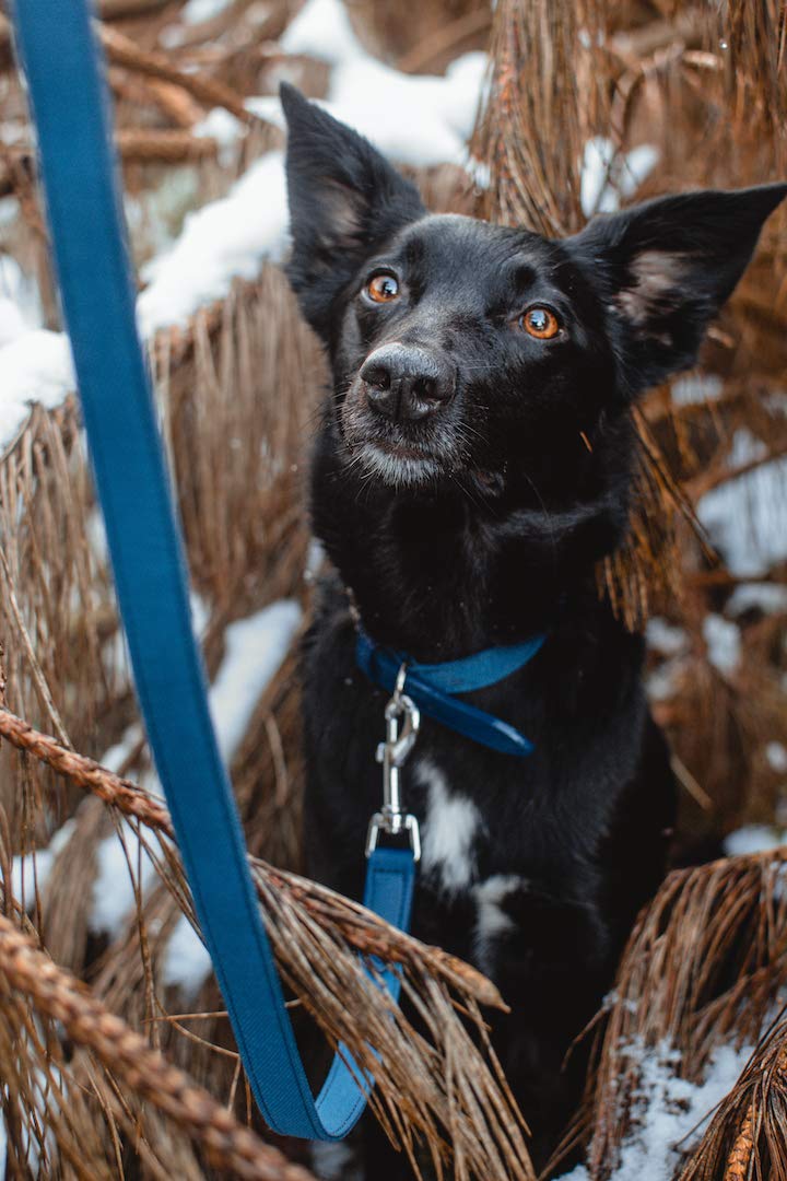 Project Blu Eco Friendly E-Leather Dog Collar, Sustainable and Recycled Pet Collar (Small, Monterey) Small - PawsPlanet Australia