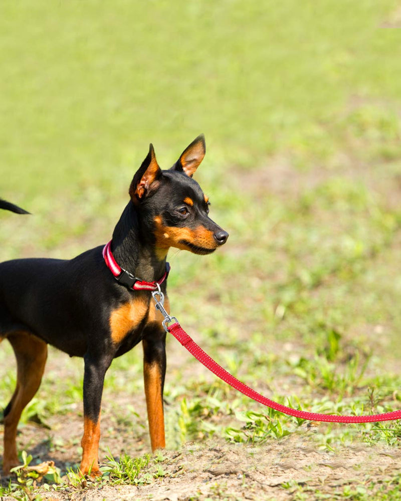 Joytale Padded Handle Dog Lead, Reflective Nylon Dogs Leads for Training,Walking Leash for Small, Medium Dogs, 1.2m × 2cm,Red 1.2m x 2cm Red - PawsPlanet Australia