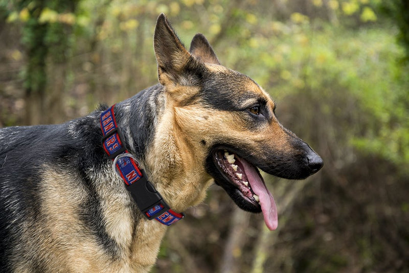 [Australia] - Pets First New York Rangers Dog Collar Large (18 - 28" Length x 1" Width) 