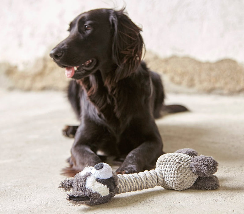 Dehner Racoon dog toy with squeaker, approximately 34 cm x 15 cm, sisal/plush, grey - PawsPlanet Australia