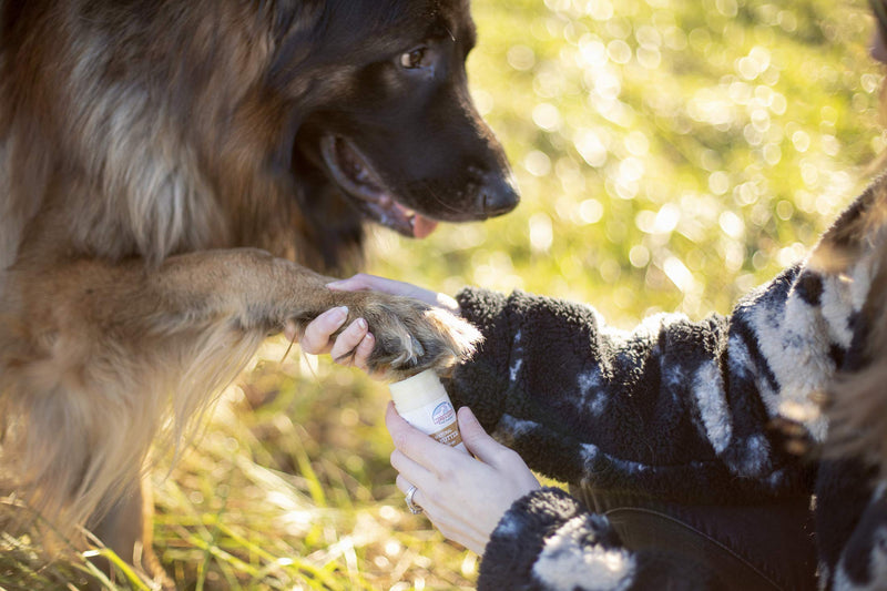 All Natural Shea Butter Balm for Dogs Treats Dry, Cracked, and Chapped Skin, Nose, and Paws. Coats, Soothes, and Heals Damaged Snouts and Pads. Mess Free and Easy to Use Application. - PawsPlanet Australia