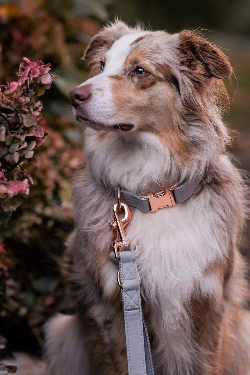 Runwing Dog Collar and Dog Leads(6.6') Set - Soft Vegan Leather with Rose Gold Metal Buckle, Adjustable 3 Lengths Leash for Small Medium Large Dogs Training & Walking(Grey;M(13.8"-19.7")) Grey;M(13.8"-19.7") - PawsPlanet Australia