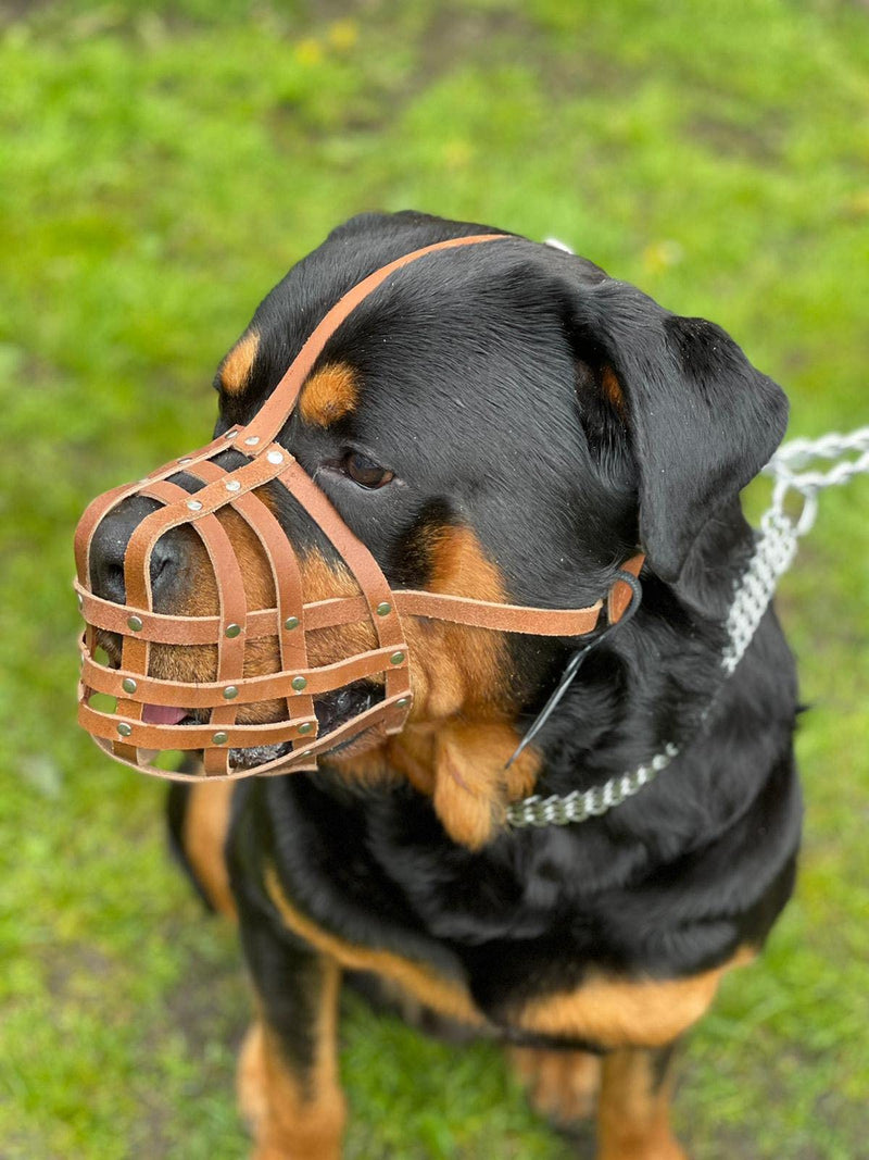 Light Genuine leather Dog Muzzle for Rottweiler ,Mastiff and other similar snout (Black Leather, M) Black Leather - PawsPlanet Australia