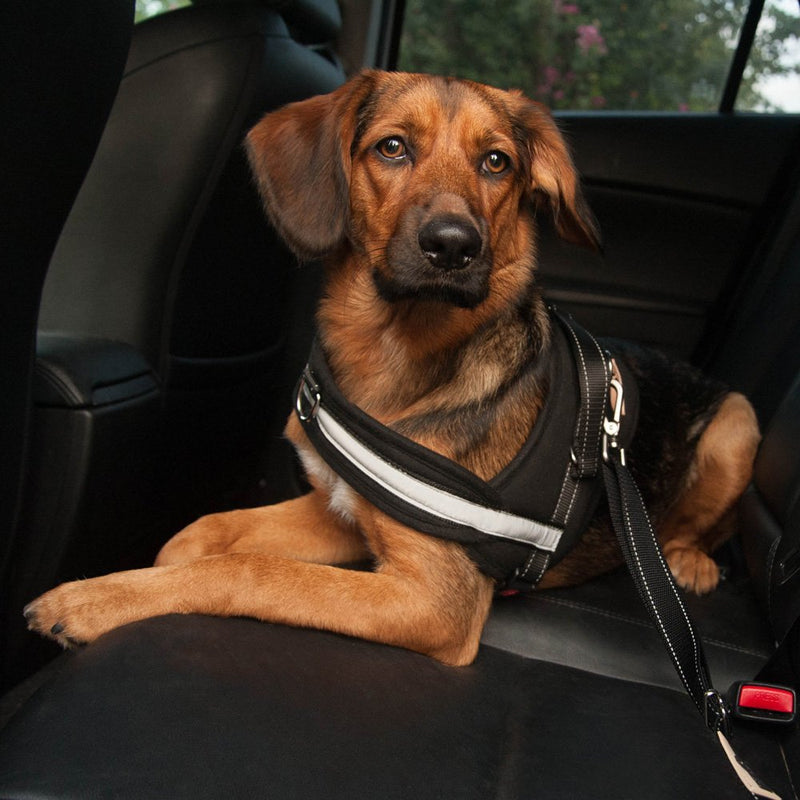 [Australia] - Head Tilt Seat Belt Leash, Black, 15 to 24 inches 