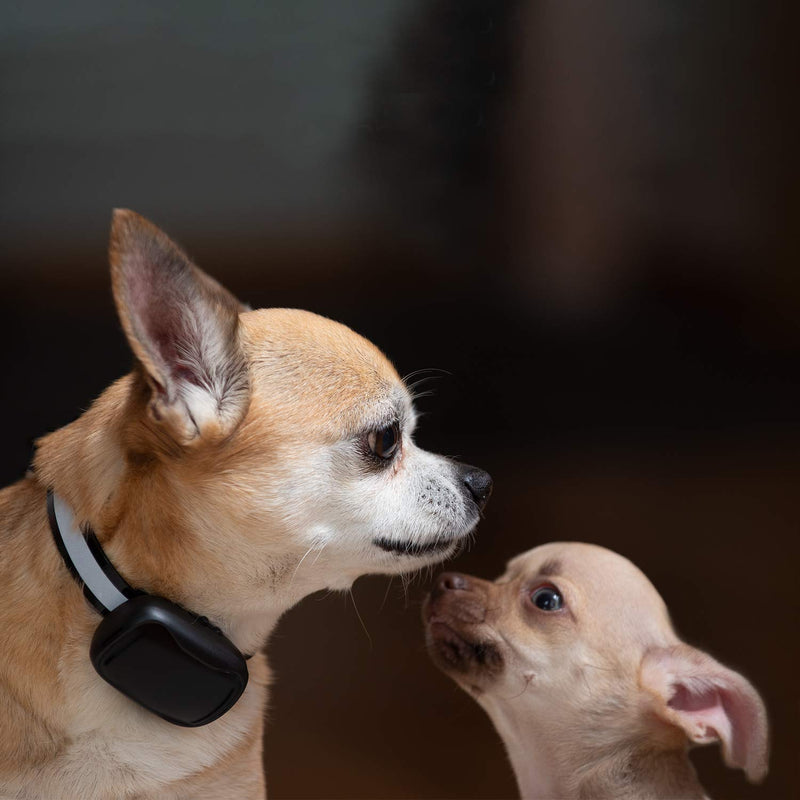GoodBoy Mini Remote Dog Training Collar GB807V Extra Replacement Receiver - PawsPlanet Australia