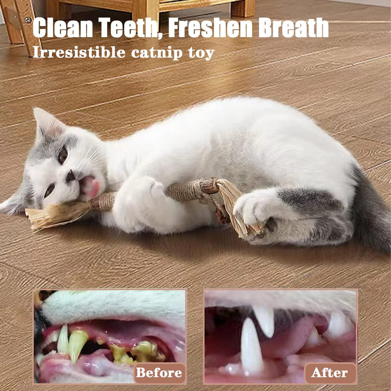 Tsathoggua catnip sticks, 4 pieces catnip toys, interactive cat toy, cat toy, cat toy for removing tartar, refreshing breath, organic interaction cat grass - PawsPlanet Australia