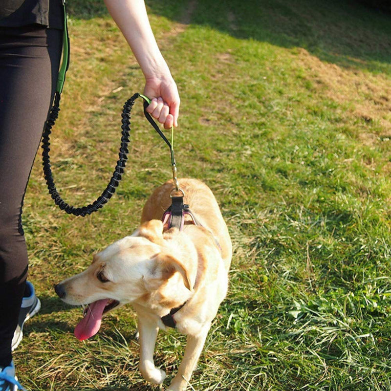 Aiqeer Orange Hands-Free Dog Lead, Adjustable Waist Belt and Stretchy Bungee Lead, Jogging Dog Lead with Reflective Stitching (Grey Handle) - PawsPlanet Australia