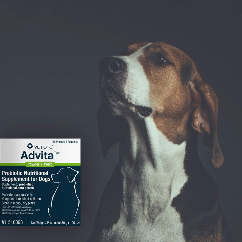 VetOne Advita Probiotic Nutritional Supplement for Dogs - 30, 1 g Packets - PawsPlanet Australia