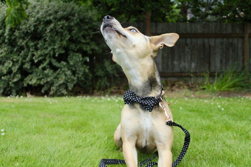 [Australia] - Unique style paws Pet Soft &Comfy Bowtie Dog Collar and Cat Collar Pet Gift for Dogs and Cats 6 Size and 7 Patterns XX-Small Black Dot 