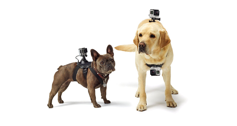 [Australia] - GoPro Fetch Dog Harness (All GoPro Cameras) - Official GoPro Mount 