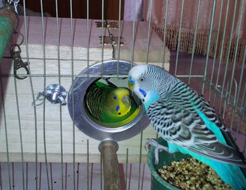 [Australia] - sleeri Ring Bird Parrots breeding Box Nest Box DIY Kits Peony Tiger Birds nest Parrot Cage Fitting Nesting Lock 