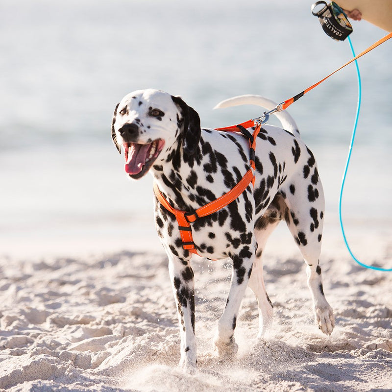 [Australia] - Rogz Utility Extra Large 1-Inch Reflective Lumberjack Adjustable Dog Step-in-Harness Orange 