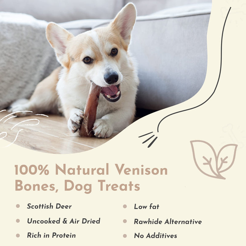 Purplebone Venison Shank Bone Dog Treats, Pack of 1, Dog Bone Treats for Medium or Small Breeds | 100% Natural, Light & Tasty Sticks | Free From Hormones, Additives Or Antibiotics - PawsPlanet Australia