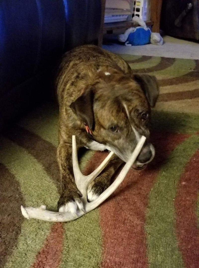 [Australia] - Big Dog Antler Chews Brand - XL Deer Antler Dog Chew - Extra Large, Jumbo, for Large Dogs and Puppies Who are Aggressive Chewers 