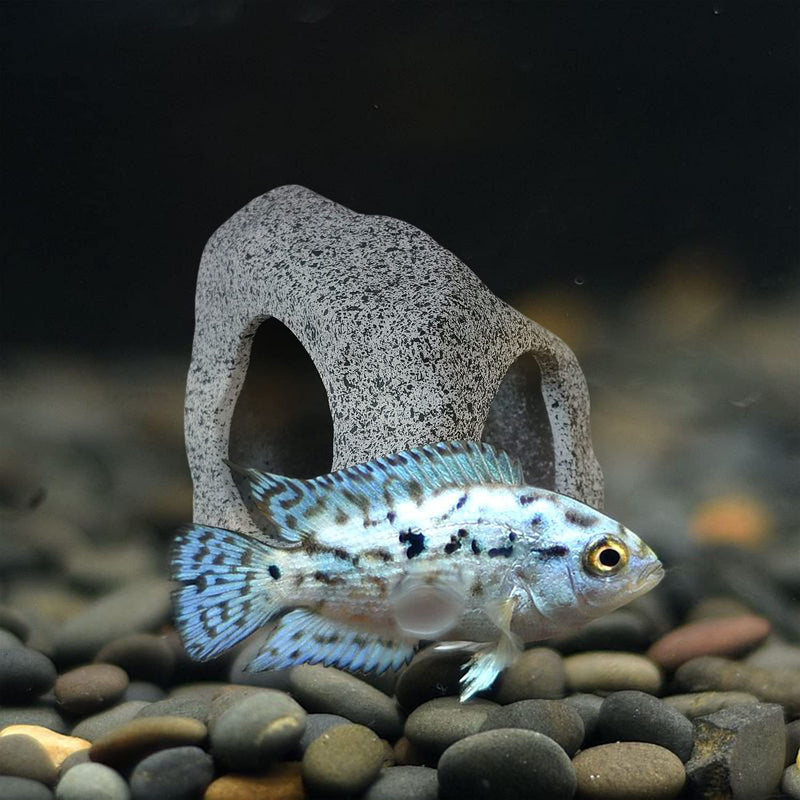 SpringSmart Aquarium Hideaway Rock Cave for Aquatic Pets to Breed, Play and Rest, Safe and Non-Toxic Ceramic Fish Tank Ornaments, Decor Stone for Aquascape - PawsPlanet Australia
