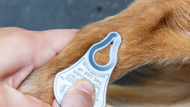 The Original Tick Key -Tick Detaching Device - Portable, Safe and Highly Effective Tick Detaching Tool (Seafoam) - PawsPlanet Australia