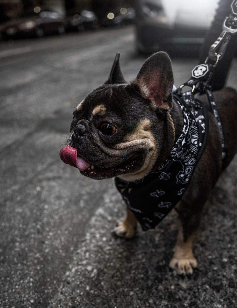 Fresh Pawz Death Row x The Logo | Adjustable Mesh Dog Harness Small - PawsPlanet Australia