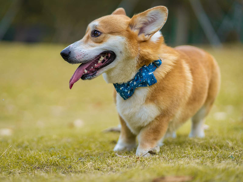 [Australia] - Elegant little tail Dog Collar with Bow, Cotton & Webbing, Bowtie Dog Collar, Adjustable Dog Collars for Small Medium Large Dogs and Cats XS Universe 