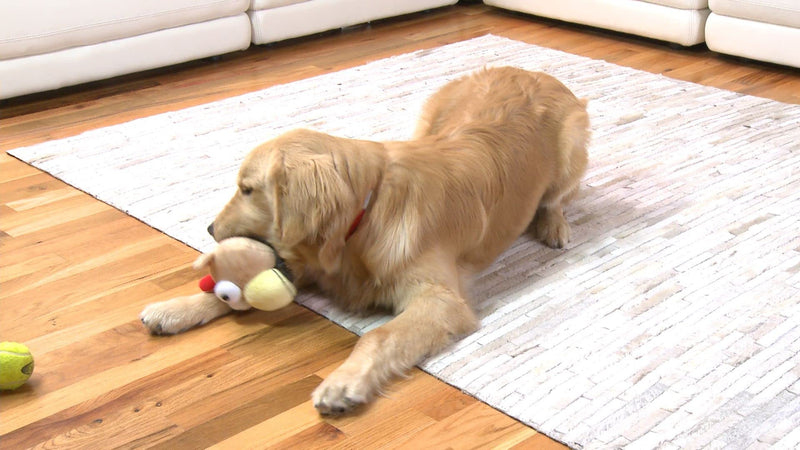 Gazoos Interactive Dog Toy - Modo Dodo - PawsPlanet Australia