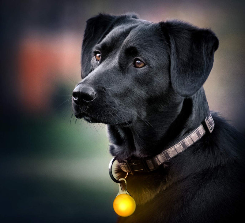 LED light pendant including battery for dogs, cats, pets etc. Light collar LED dog collar in YELLOW NEW/brand PRECORN one size light pendant yellow - PawsPlanet Australia