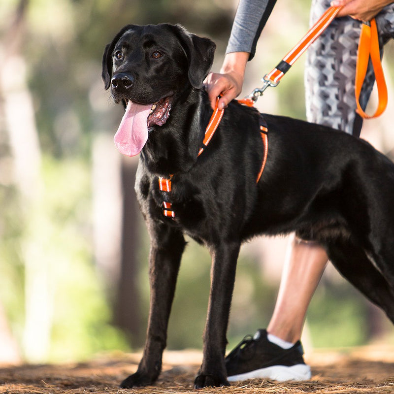 [Australia] - ROGZ Utility Extra Large 1-Inch Reflective Lumberjack 6-ft Long Fixed Dog Lead Brown 