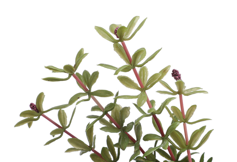 [Australia] - CNZ 3 Pcs Assorted Lifelike Green Aquarium Plastic Plant Decoration 