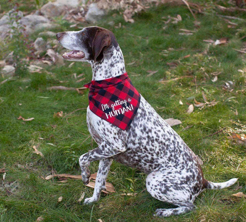 [Australia] - Willowear I'm Getting a Human Pregnancy Announcement Dog Bandana Big Brother Big Sister Large I'm Getting a Human Red 