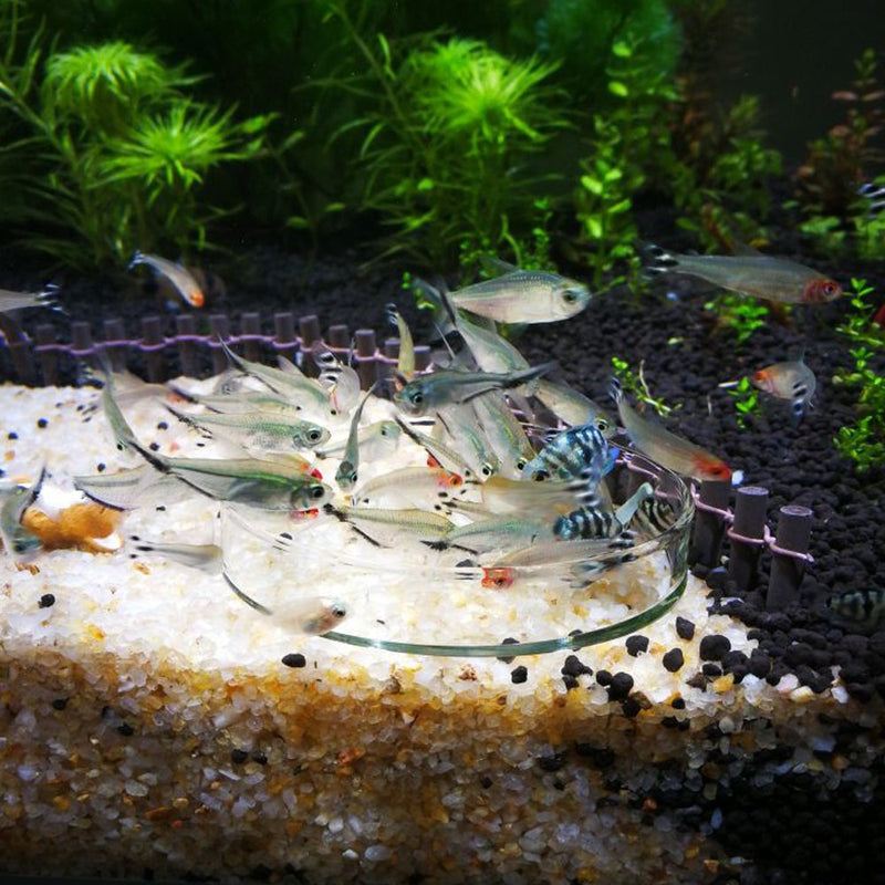 [Australia] - Senzeal 2X Aquarium Glass Shrimp Feeding Dish Bowls Reptiles Water Food Dish Feeder Bowl Round 