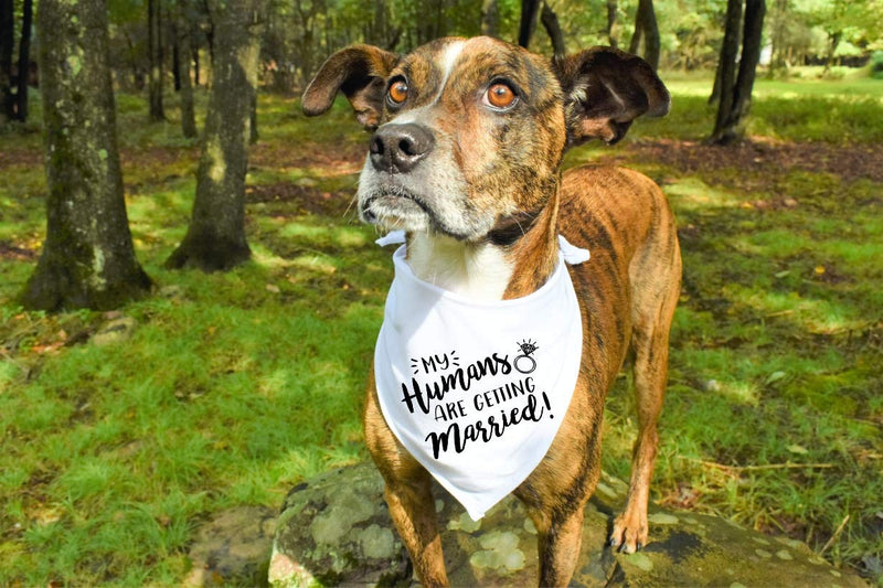 [Australia] - W&O My Humans are Getting Married Dog Bandana, Wedding Dog Bandana, Pet Scarf, for Small, Medium, Large Dogs 