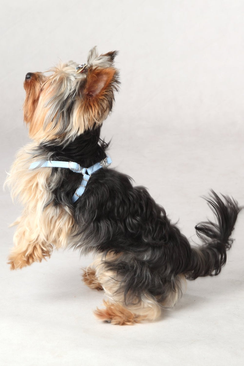 Dingo New York Harness for Small Breeds, Decorative Harness for Dog Made of Blue Leather 10833 - PawsPlanet Australia