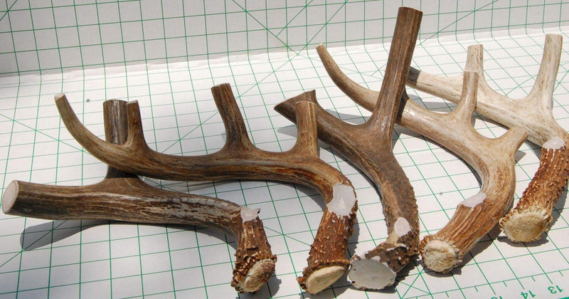 [Australia] - Big Dog Antler Chews Brand - XL Deer Antler Dog Chew - Extra Large, Jumbo, for Large Dogs and Puppies Who are Aggressive Chewers 