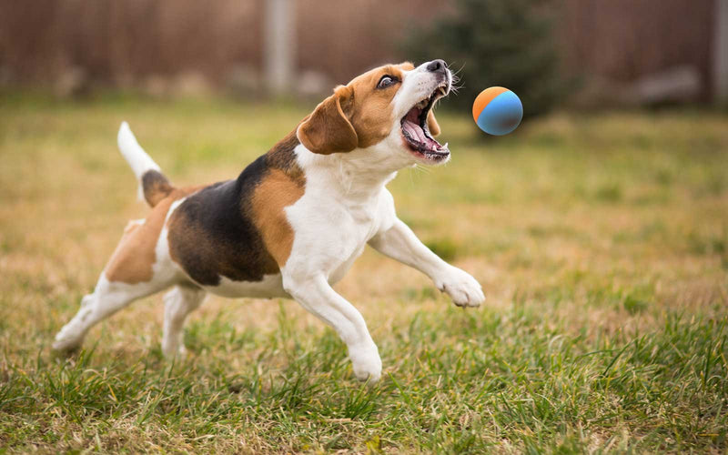[Australia] - Snug Rubber Dog Balls for Small and Medium Dogs - Tennis Ball Size - Virtually Indestructible (3 Pack) Basic 