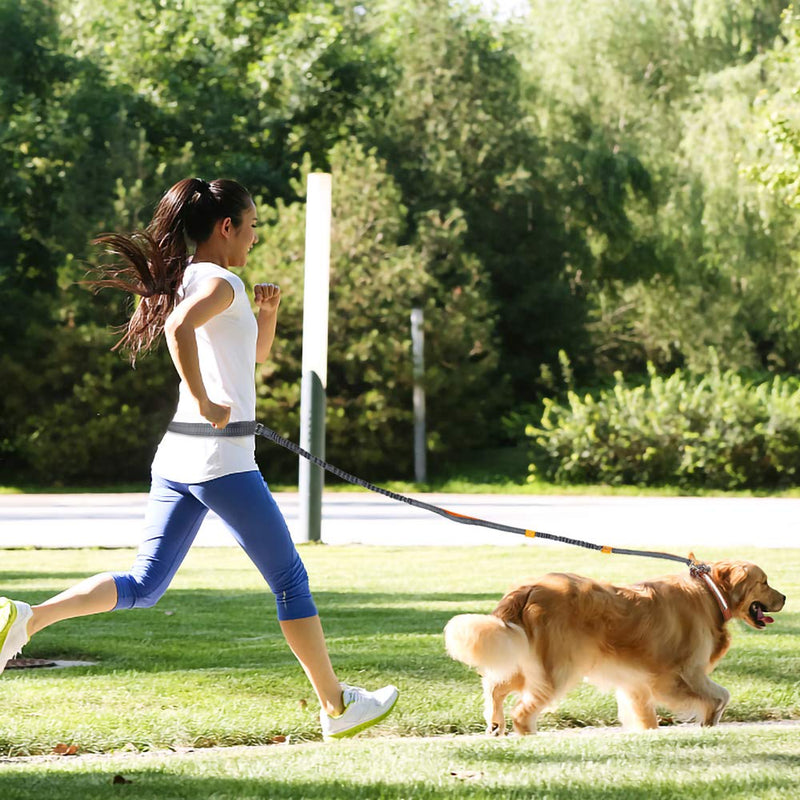 [Australia] - Winkeyes Hands Free Retractable Dog Leash 5ft-8ft with Dual Bungees for Puppy, Small & Medium Dogs 110Ibs, Adjustable Waist Belt 27"-47", Reflective Stitching Leash for Running Walking Hiking 