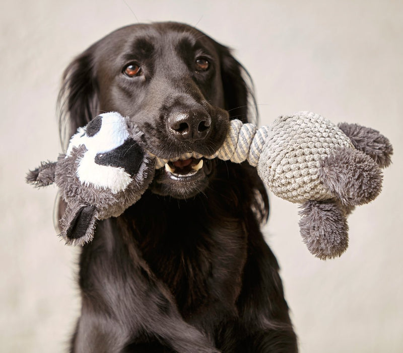 Dehner Racoon dog toy with squeaker, approximately 34 cm x 15 cm, sisal/plush, grey - PawsPlanet Australia