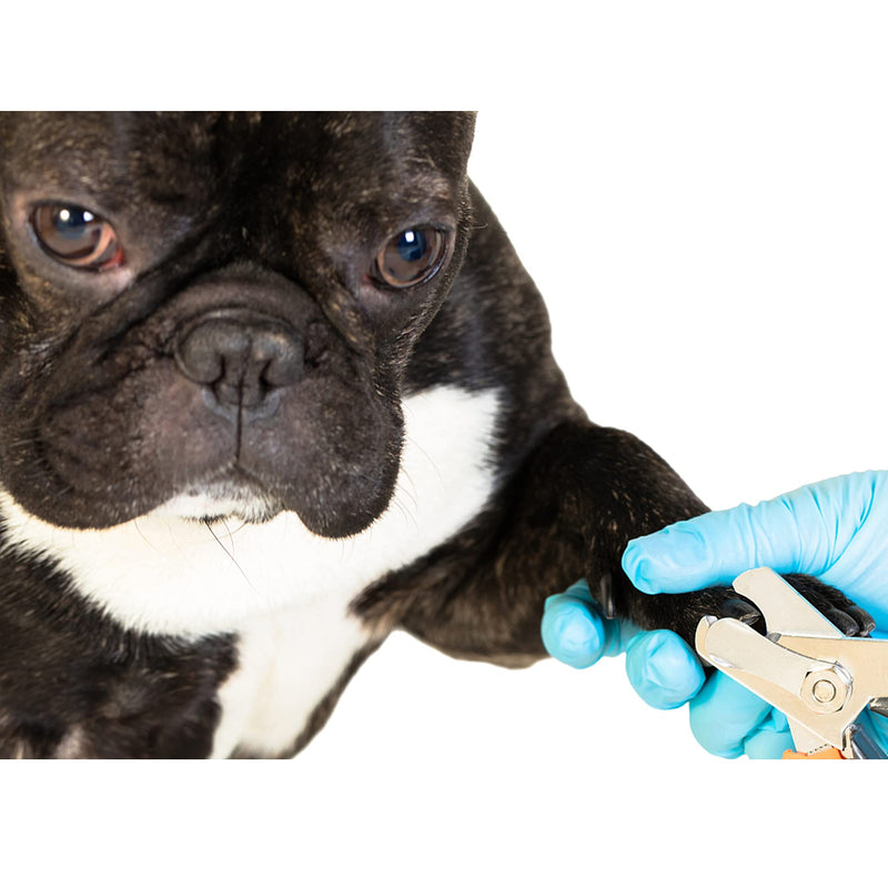 PenuSpt claw scissors for dogs and cats, professional dog and cat claw pliers with protective device, stainless steel claw pliers and nail file, used in beauty, dogs, cats, rabbits (blue L). - PawsPlanet Australia