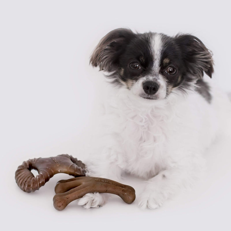 [Australia] - Benebone Tiny 2-Pack Dog Chew Toys, Made in USA Dental Chew/Wishbone (REAL Bacon) 