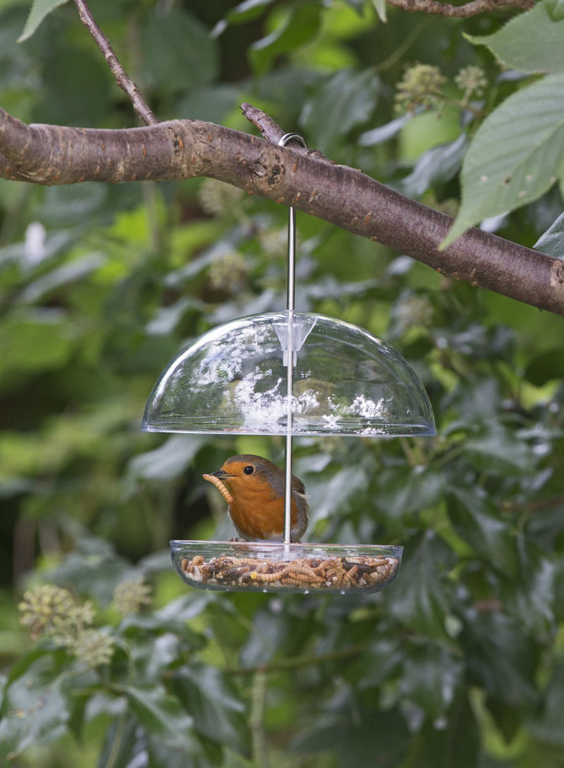 Clear Hanging Bird Feeder - I Love Robins Pearl Feeder with 15cm rain dome - attracts small garden birds. Fill with birdseed or mealworms 1 Clear - PawsPlanet Australia