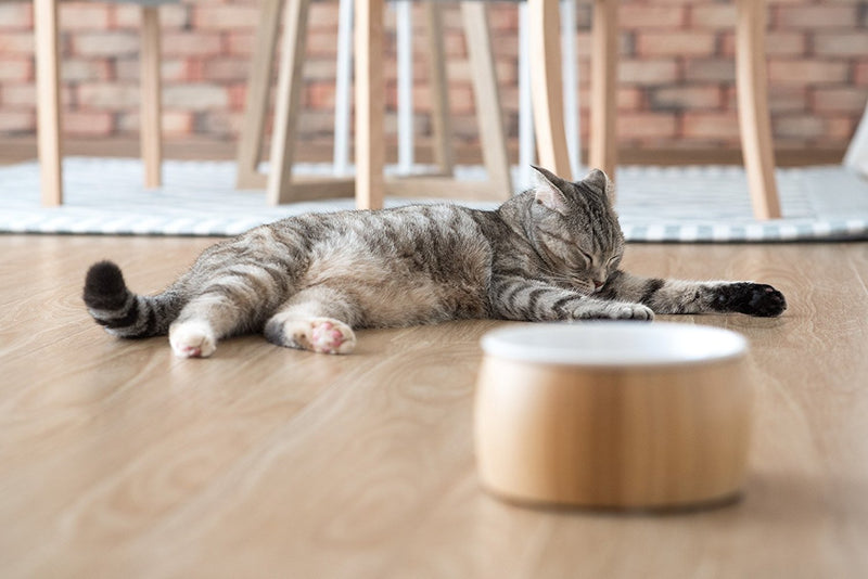 [Australia] - TigerLi Raised Cat Bowl 6" with Nature Bamboo Stand, Beautiful and Functional Design Pet Feeder Ceramic 