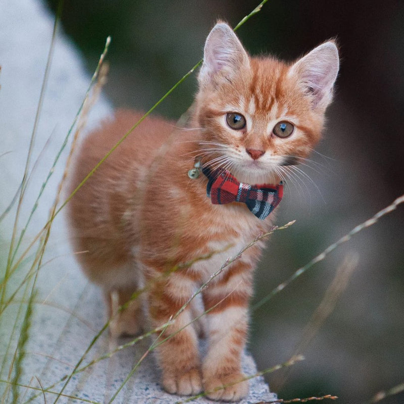 [Australia] - OFPUPPY Cute Bowtie Cat Collar Breakaway with Bell 2 Pack Plaid Collar Set for Kitty Puppy Adjustable 7.8-10.2" Classic Plaid 