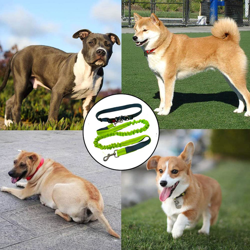 QitinDasen Hands-Free Dog Leash, Gray Adjustable Waist Belt and Green Stretchy Bungee Leash, Jogging Dog Leash with Reflective Stitching - PawsPlanet Australia