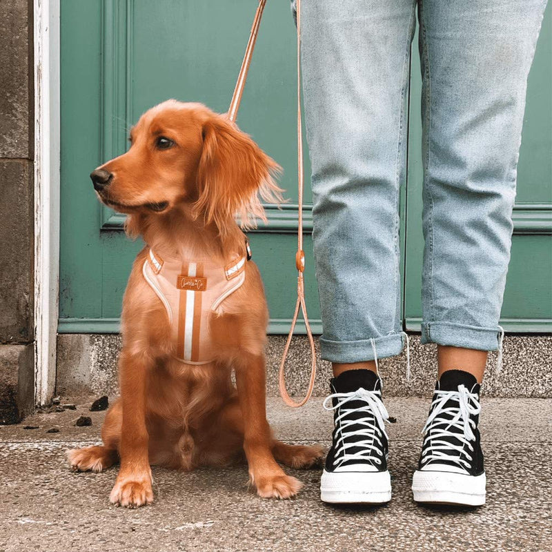 Charlie + Co Dog Lead with Comfortable Padded Neoprene Handles and Close Control Traffic Grip (5 FT / 150 cm) (Life's a Peach) Life's a Peach - PawsPlanet Australia